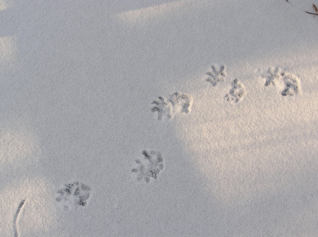 Animal Tracking: The Ultimate Guide and 20+ Photos » GearHunts