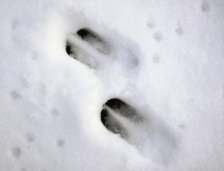 Animal Tracking: The Ultimate Guide and 20+ Photos » GearHunts