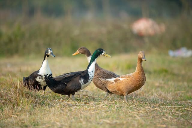 ducks