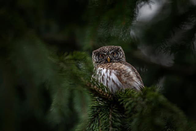 eurasian-pygmy-owl