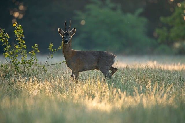 nature