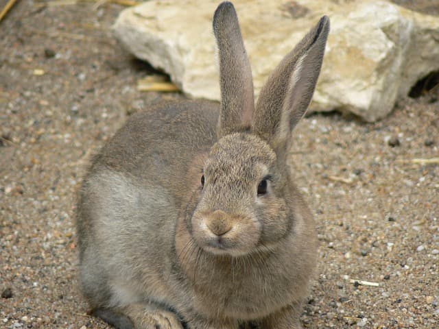 rabit