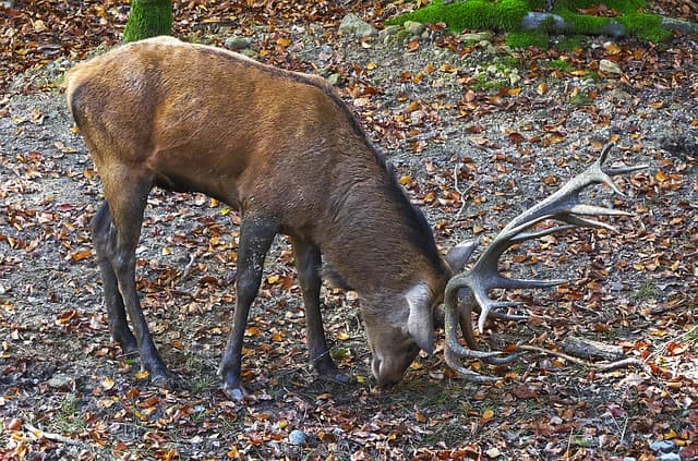 red-deer